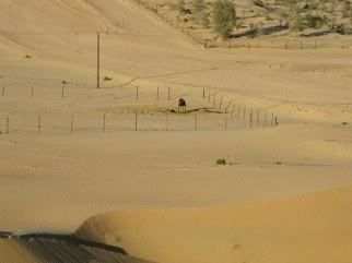Abu Dhabi desert penned camel Abu Dhabi desert penned camel