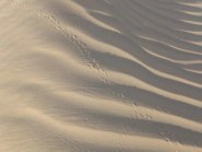 Abu Dhabi Desert tracks Abu Dhabi Desert tracks