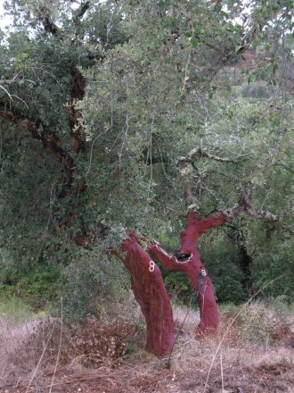 Thumbnail: Cork Forest Portugal Thumbnail: Cork Forest Portugal