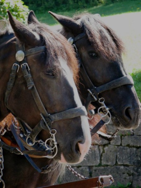 Two Bavarian coach horses Neuschwanstein Castle Bavaria