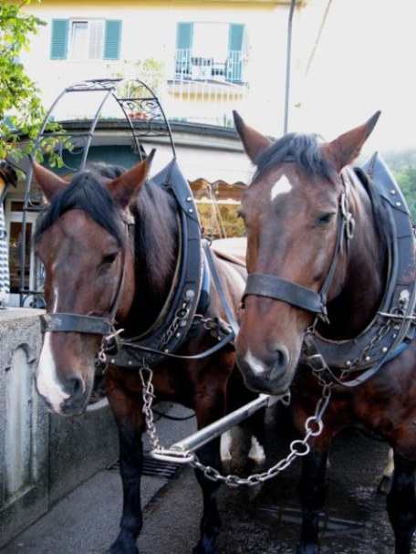 Bavarian Coach Horses Neuschwanstein Castle