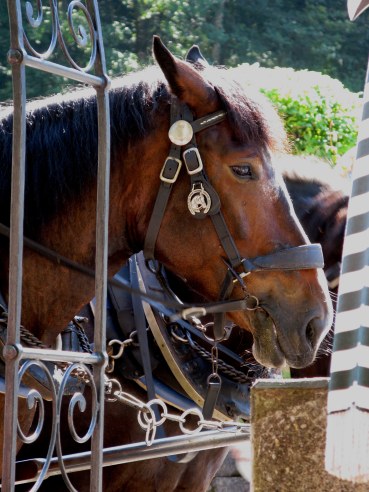 Bavarian coach horses waiting by Hotel Müller Hohenschwangau