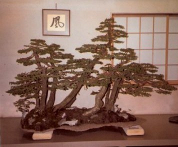 Bonsai conifer forest inside-Omiya Bonsai Village-Tokyo