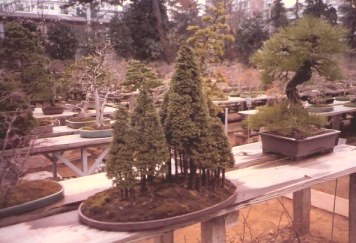 Bonsai conifer forest outside-Omiya Bonsai Village-Tokyo