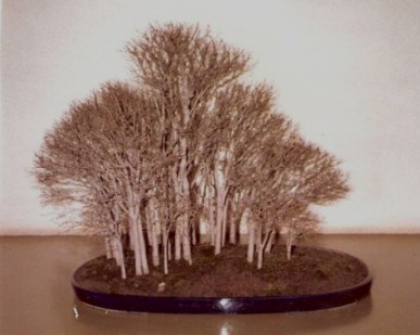 Bonsai silver birch forest-Omiya Bonsai Village-Tokyo