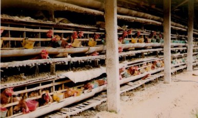 Chicken farm in Bali