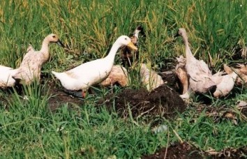 Ducks in the field in Bali