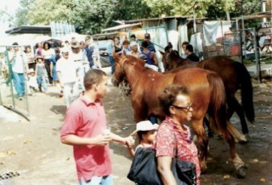 Horses at the agricultural Fair – Havana