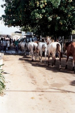 Horses linked by tails – Agricultural Fair – Havana