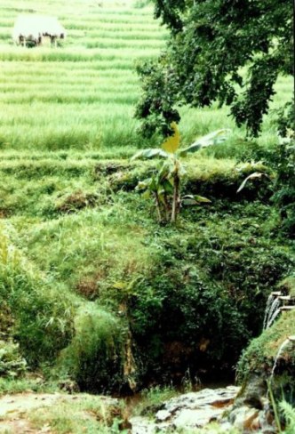 Irrigation pipes in Bali rice paddy 