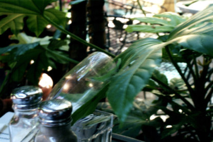 Lizard chasing fly in champagne glass in the French Quarter New Orleans