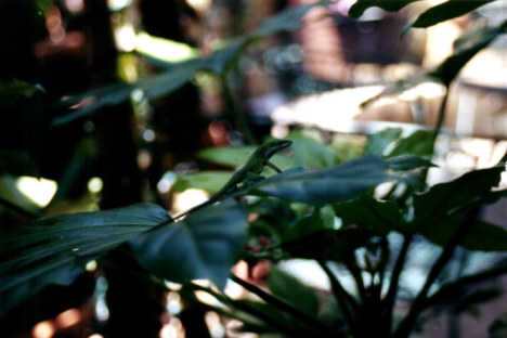 Lizard on leaf in the French Quarter New Orleans