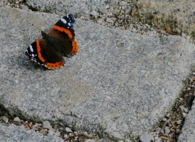 Monarch butterfly