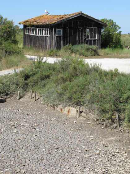 Île d’Oléron oyster shack by unworked channel