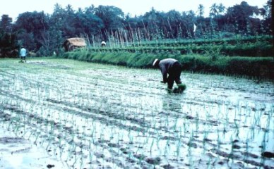 Planting rice in Bali