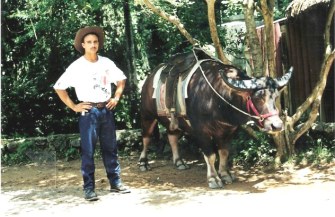 Saddled Water Buffalo - Viñales valley - Cuba