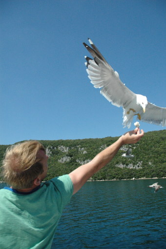 Seagull flying in at sea to eat from hand