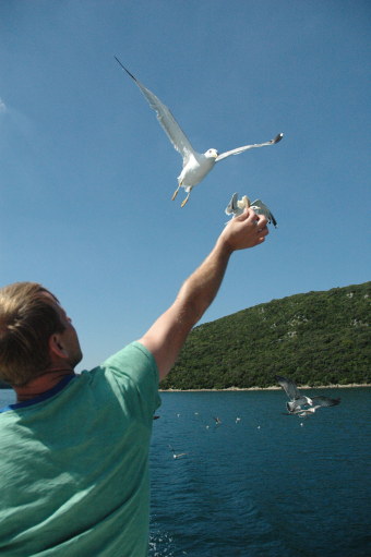 Seagull-flying-in-to-eat-from-hand