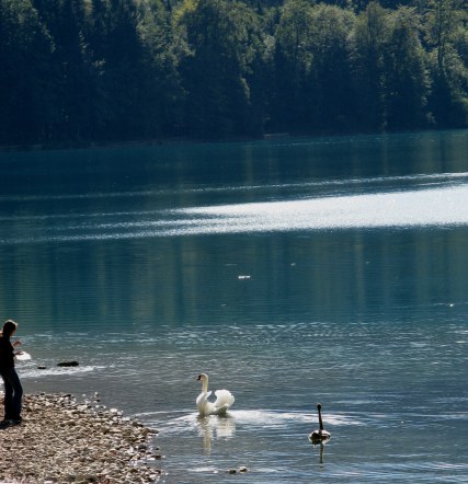 Swan and cygnet on Alpsee-Hohenschwangau-Bavaria