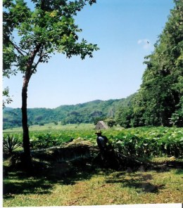 Tobacco growing in Viñales valley - Cuba