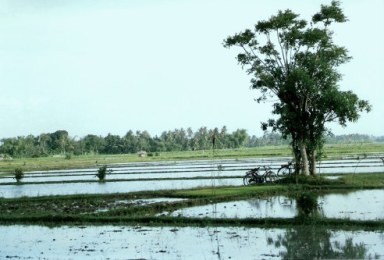 Workers in paddy fields in Bali