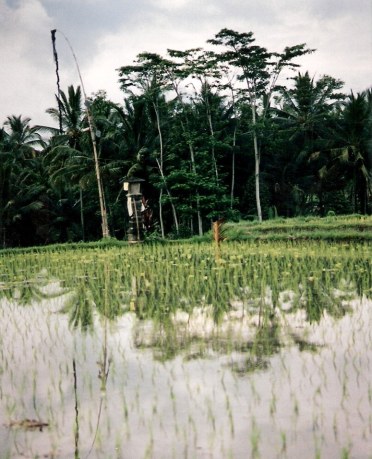 A Bali rice field shrine to Dewi Sri 