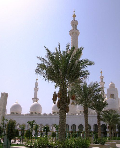 Abu Dhabi Grand Mosque palm trees