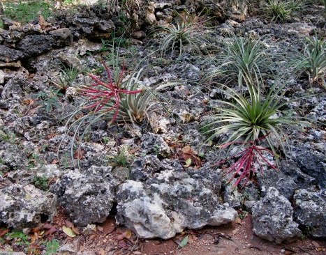 Air plants on lava rock Bay of Pigs Cuba