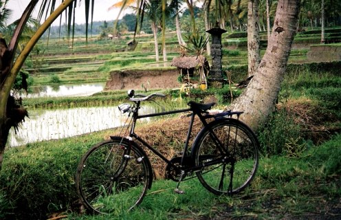 Bali rice field shrine to Dewi Sri 