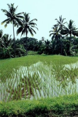 Bali rice paddy palm reflections
