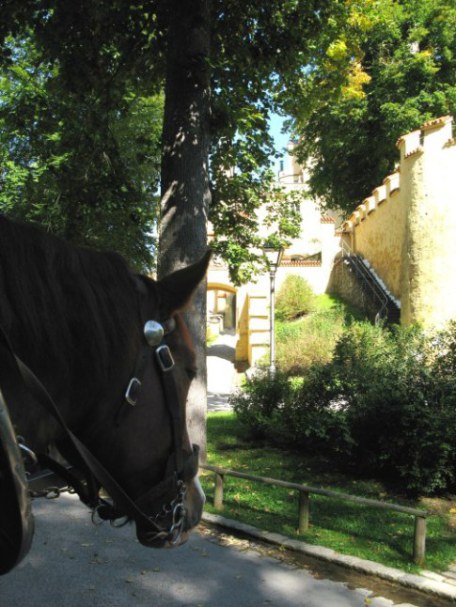 Bavarian Coach Horses waiting at exit from Hohenschwangau Castle Bavaria Bavarian Coach Horses waiting at exit from Hohenschwangau Castle Bavaria