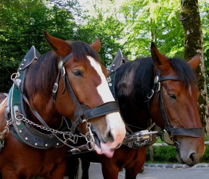 Bavarian coach horses at Neuschwanstein Castle Bavaria 