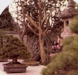 Bonsai and bound tree branches-Omiya Bonsai Village-Tokyo