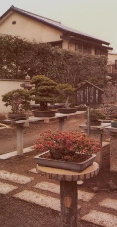 Bonsai trees-Omiya Bonsai Village-Tokyo