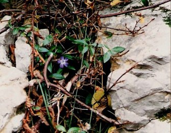 Brembilla Valley woodside flower