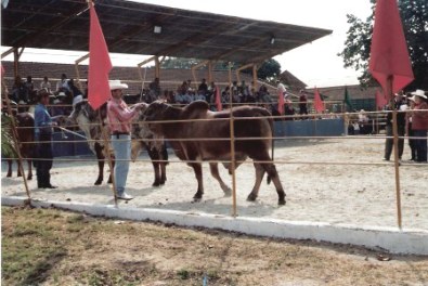 Bull judging – Agricultural Fair – Havana