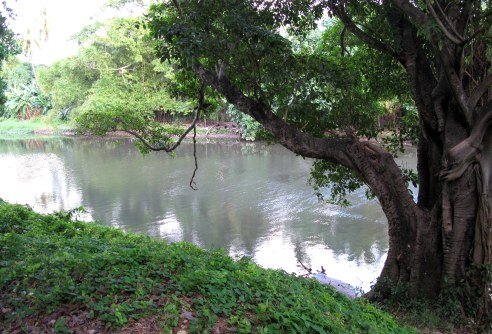 Ceiba tree alongside the Almendares River Cuba