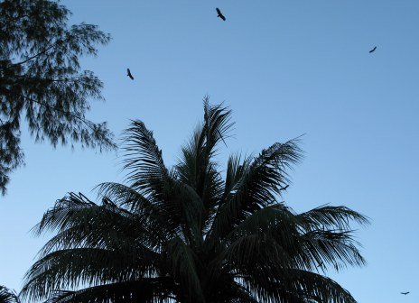 Circling buzzards Almendares Park Cuba