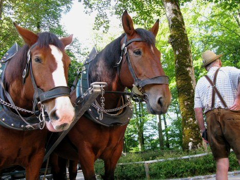 Coach driver in lederhosen and his horses Hohenschwangau Bavaria Coach driver in lederhosen and his horses Hohenschwangau Bavaria