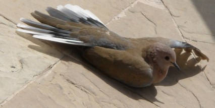 Dubai Madinat Jumeirah visiting sunbathing bird 