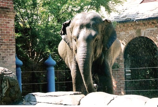 Elephant spray at the Audubon Zoo New Orleans