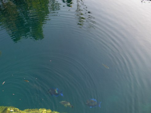 Fish and ripples Cueva de los Peces Bay of Pigs Cuba