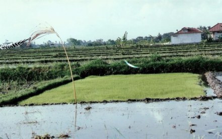 Flag to rally the ducks in Bali