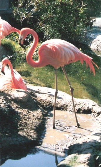 Flamingo at the Audubon Zoo New Orleans