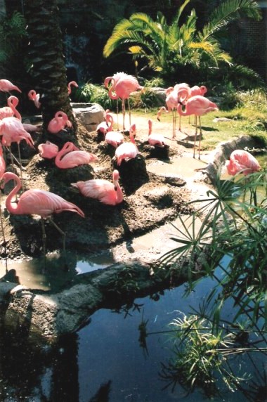 Flamingo pond at the Audubon Zoo New Orleans