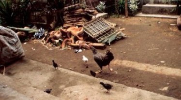Fleeing chickens in Bali village