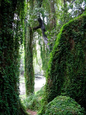 Forest canopy Almendares Park Cuba