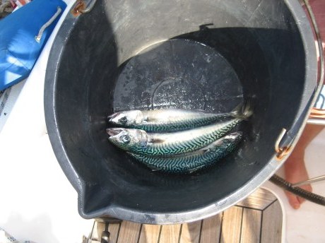 Freshly caught fish in Tunisia