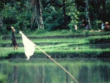 Friendly rice farmers in Bali