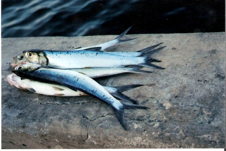 Havana-fish-caught-from-the-Malecon 